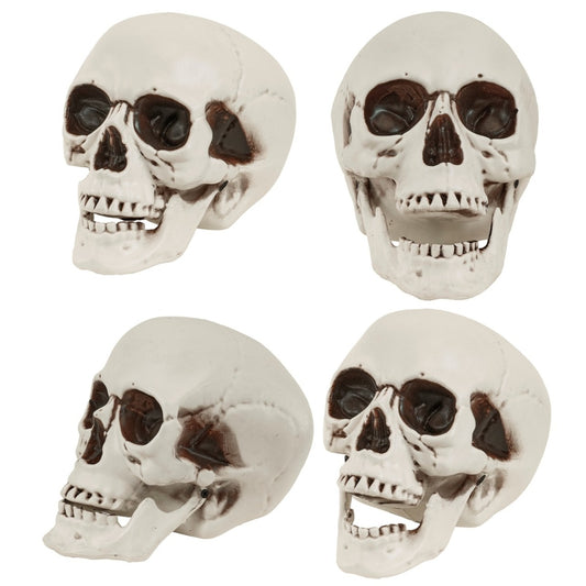 Crâne avec Mâchoire Mobile