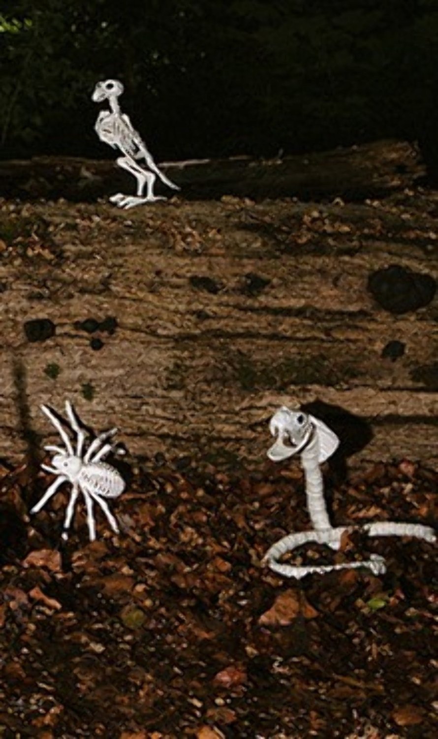 Squelette de serpent