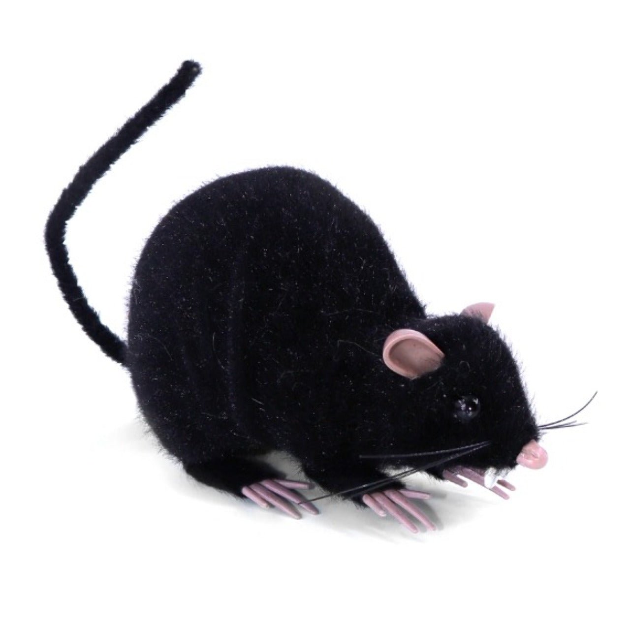 Souris Noire