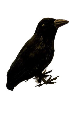 Corbeau Noir