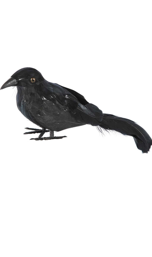 Corbeau Noir Petit
