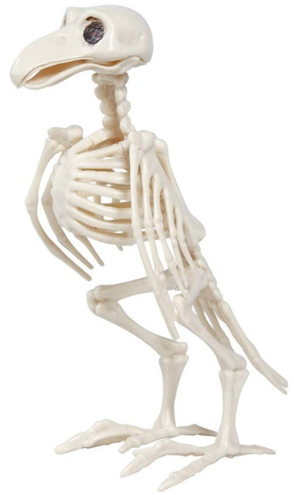 Squelette de Corbeau