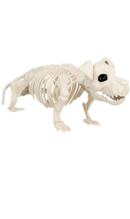 Squelette du chien de garde